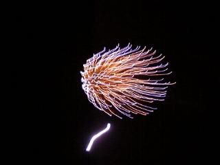 Pic's by Mrs V. L Flemming ((c)04/11/99